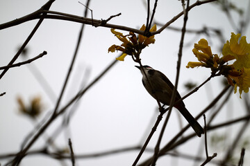 Red-whiskered Bulbul (Pycnonotus jocosus) perched on Handroanthus chrysanthus branch in Nam Cheong, Hong Kong.
