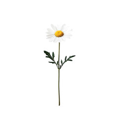 A single white daisy with a yellow center and green stem isolated on transparent background