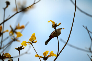 Red-whiskered Bulbul (Pycnonotus jocosus) perched on Handroanthus chrysanthus branch in Nam Cheong, Hong Kong