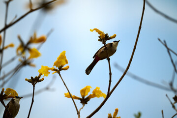 Red-whiskered Bulbul (Pycnonotus jocosus) perched on Handroanthus chrysanthus branch in Nam Cheong, Hong Kong.
