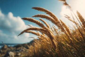 Golden grass swaying gently in the breeze by the ocean under a bright blue sky