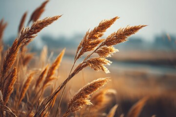 Golden reeds sway gently in the breeze by a tranquil waterway under a soft morning light