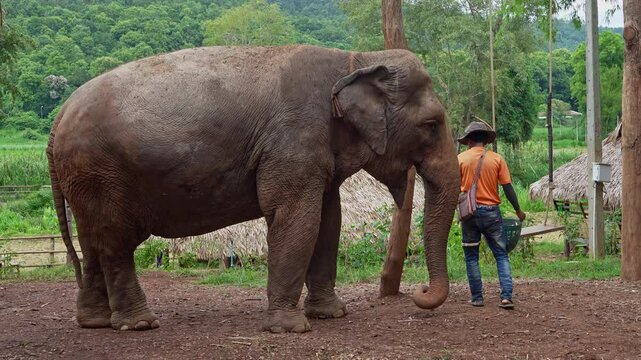 Asian elephant interacting with zookeeper in eco sanctuary in Thailand
