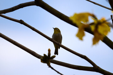 Swinhoe's White-eye (Zosterops simplex) perched on Handroanthus chrysanthus branch in Nam Cheong,...