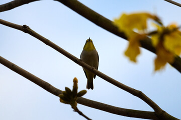 Swinhoe's White-eye (Zosterops simplex) perched on Handroanthus chrysanthus branch in Nam Cheong,...