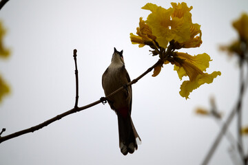 Red-whiskered Bulbul (Pycnonotus jocosus) perched on Handroanthus chrysanthus branch in Nam Cheong, Hong Kong