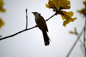 Red-whiskered Bulbul (Pycnonotus jocosus) perched on Handroanthus chrysanthus branch in Nam Cheong,...
