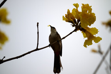 Red-whiskered Bulbul (Pycnonotus jocosus) perched on Handroanthus chrysanthus branch in Nam Cheong, Hong Kong