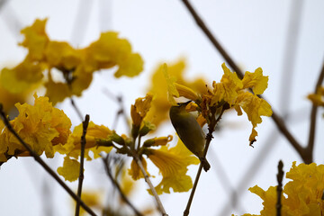 Swinhoe's White-eye (Zosterops simplex) perched on Handroanthus chrysanthus branch in Nam Cheong,...