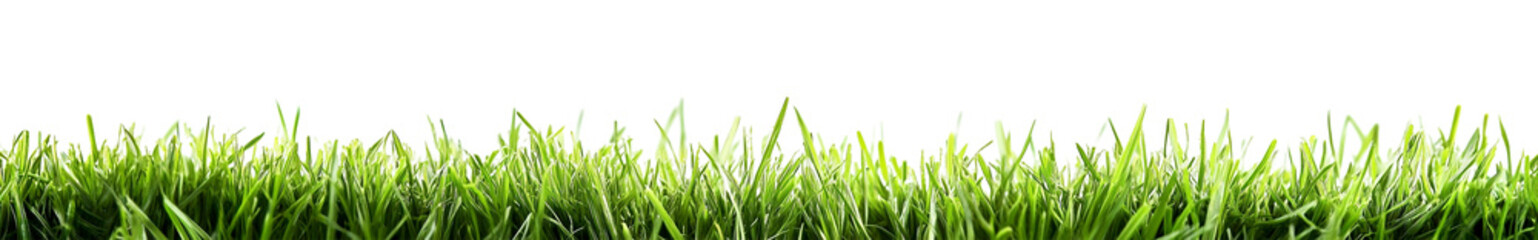 Fototapeta premium Closeup of fresh green grass blades isolated on transparent background