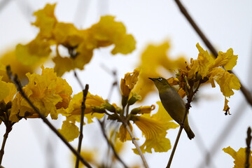Swinhoe's White-eye (Zosterops simplex) perched on Handroanthus chrysanthus branch in Nam Cheong,...