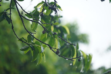 Ankol or Sage-leaved Alangium, a medicinal tree with fragrant flowers, used in Ayurveda for healing...