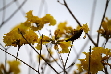 Swinhoe's White-eye (Zosterops simplex) perched on Handroanthus chrysanthus branch in Nam Cheong,...