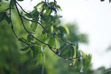 Ankol or Sage-leaved Alangium, a medicinal tree with fragrant flowers, used in Ayurveda for healing...