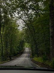 Fototapeta premium road in the forest