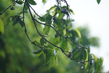 Ankol or Sage-leaved Alangium, a medicinal tree with fragrant flowers, used in Ayurveda for healing...