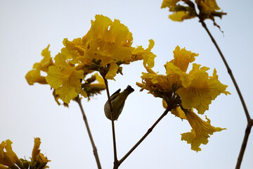 Swinhoe's White-eye (Zosterops simplex) perched on Handroanthus chrysanthus branch in Nam Cheong, Hong Kong
