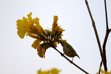Swinhoe's White-eye (Zosterops simplex) perched on Handroanthus chrysanthus branch in Nam Cheong,...