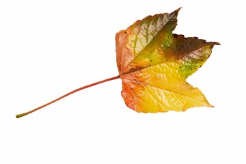 Close-up of colorful leaf © vectorfusionart