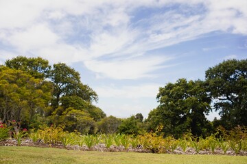 Trees and plants growing at park