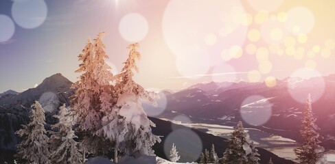 Pine trees covered with snow during winter