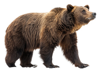 full-length-brown-bear on a isolated transparent background