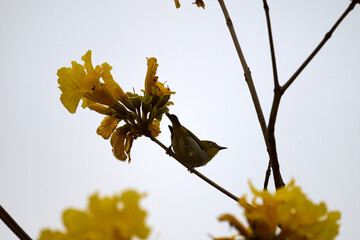 Swinhoe's White-eye (Zosterops simplex) perched on Handroanthus chrysanthus branch in Nam Cheong,...