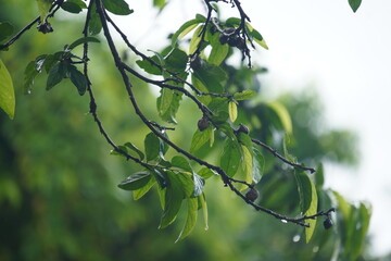 Ankol or Sage-leaved Alangium, a medicinal tree with fragrant flowers, used in Ayurveda for healing...