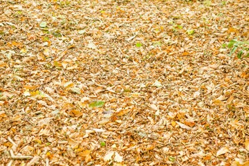 Field covered with fallen leaves