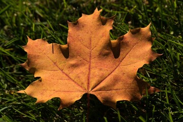 Maple leaf fallen on green grass © vectorfusionart