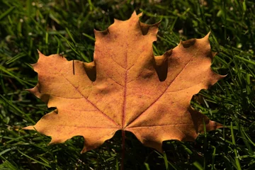  Maple leaf fallen on green grass © vectorfusionart