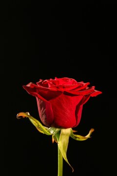 Fototapeta Flat design is showing red rose on black backdrop, velvety petals, green stem, sepals and leaves