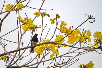 Oriental Magpie-Robin (Copsychus saularis) perched on bare branch amid bright yellow trumpet blossoms of Handroanthus chrysotrichus at Tai Mo Shan, Hong Kong. Striking black and white bird against gol © LapTak