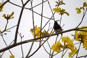 Oriental Magpie-Robin (Copsychus saularis) perched on bare branch amid bright yellow trumpet blossoms of Handroanthus chrysotrichus at Tai Mo Shan, Hong Kong. Striking black and white bird against gol © LapTak