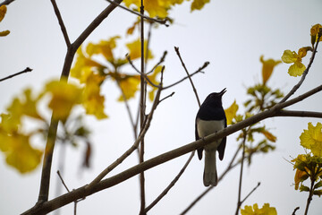 Oriental Magpie-Robin (Copsychus saularis) perched on bare branch amid bright yellow trumpet blossoms of Handroanthus chrysotrichus at Tai Mo Shan, Hong Kong. Striking black and white bird against gol © LapTak