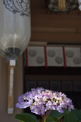 坐摩神社の紫陽花