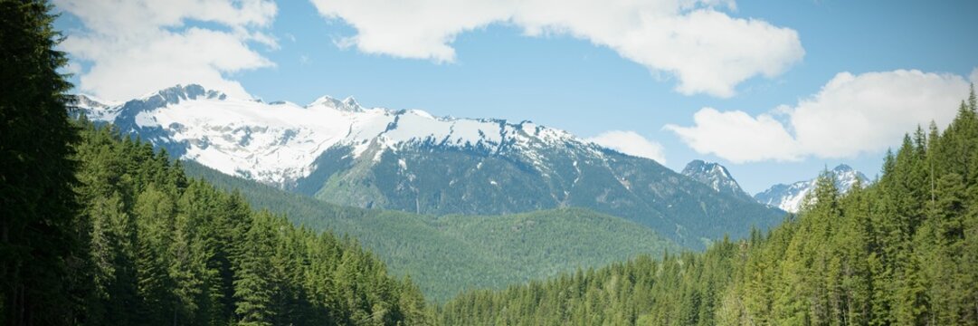 Fototapeta Forest with snowy mnountains