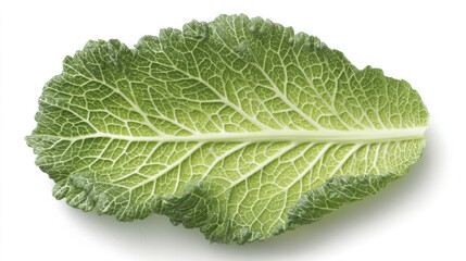 Cabbage Leaf ,a single fresh Savoy Cabbage leaf, flat lay, top-down view. on a pure white background. 3d illustration.