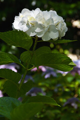 花, 坐摩神社, 神社, 神社仏閣, 植物, 2023/05, 紫陽花, アジサイ