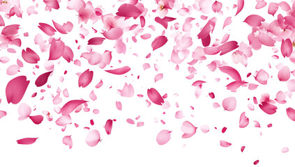 A cascade of pink cherry blossom petals drifts down against a white backdrop isolated on transparent background