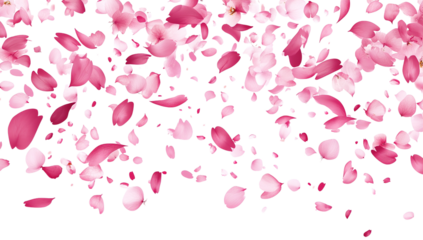 A cascade of pink cherry blossom petals drifts down against a white backdrop isolated on transparent background