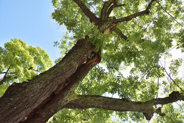 坐摩神社の紫陽花