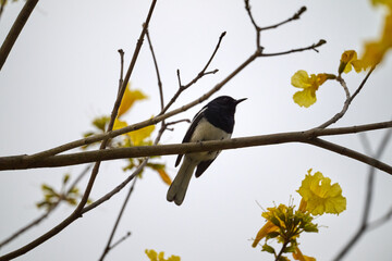 Oriental Magpie-Robin (Copsychus saularis) perched on bare branch amid bright yellow trumpet blossoms of Handroanthus chrysotrichus at Tai Mo Shan, Hong Kong. Striking black and white bird against gol © LapTak