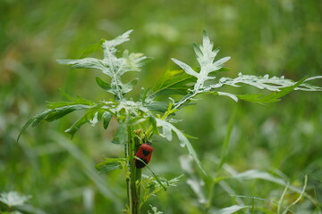 Beautiful ladybug sitting on a green plant, showcasing vibrant red wings with black spots, symbolizing luck and natural beauty