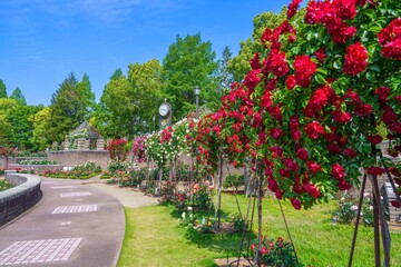 青空バックに見る満開のバラが咲く公園の情景