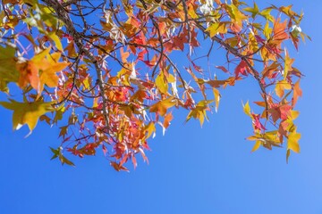 青空バックに見上げるアメリカフウの紅葉