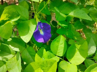 Telang flower or 