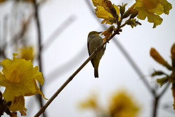 Swinhoe's White-eye (Zosterops simplex) perched on Handroanthus chrysanthus branch in Nam Cheong,...