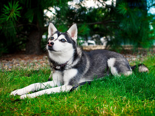 Alaskan Klee Kai lies on the grass near a tree. The dog obeys the command. The dog looks up attentively. Training. The photo is blurred and horizontal