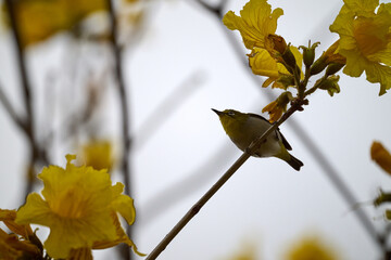 Swinhoe's White-eye (Zosterops simplex) perched on Handroanthus chrysanthus branch in Nam Cheong,...